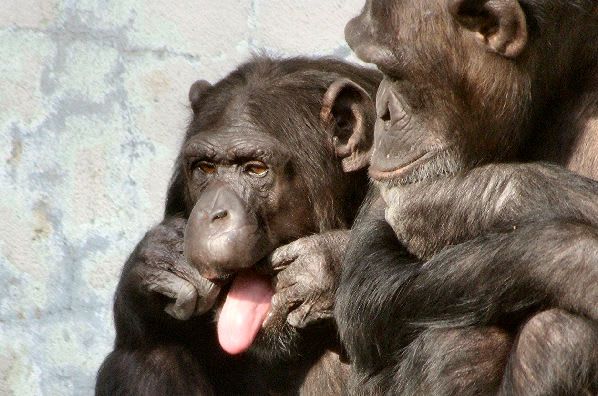 舌を出しているチンパンジー