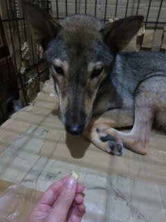 拗ねる シロ吉と縄文シバ犬とお酒のブログ