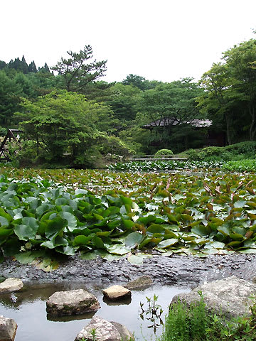 六甲高山植物園の池