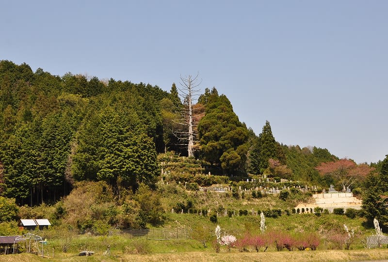 十兵衛杉遠景