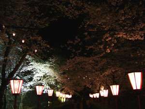 夜桜バスツアーに参加しました