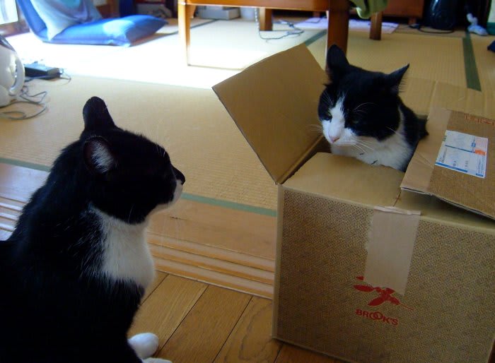 1つの箱を争う2匹の猫  