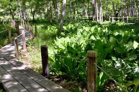 野草園はばかり水芭蕉 野草園はばかり水芭蕉