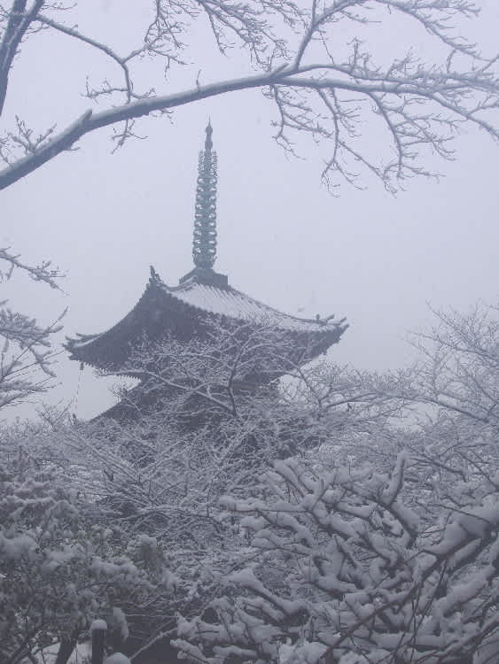 雪の冬牡丹 - 勿忘草 （ わすれなぐさ ）