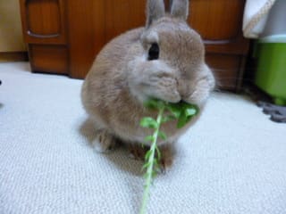 うさぎが食べても良い野菜 食べてはダメな野菜 家の子はお野菜が大好きっ おきらくウサギ生活