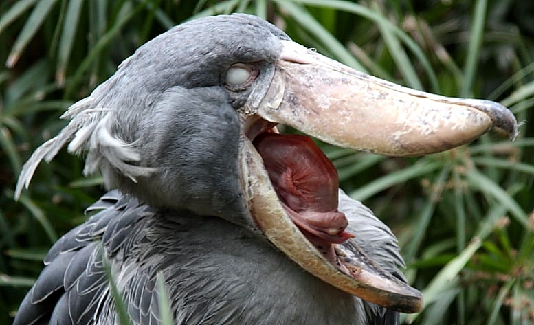 ☆ハシビ口コウ☆ページ BEKH-0148 Beak ハシビロコウ - シナダオンラインショップ