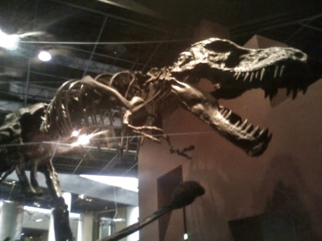 ブランキオサウルス(Branchiosaurus sp.)全身化石 ブランキオサウルス(Branchiosaurus sp.)全身化石