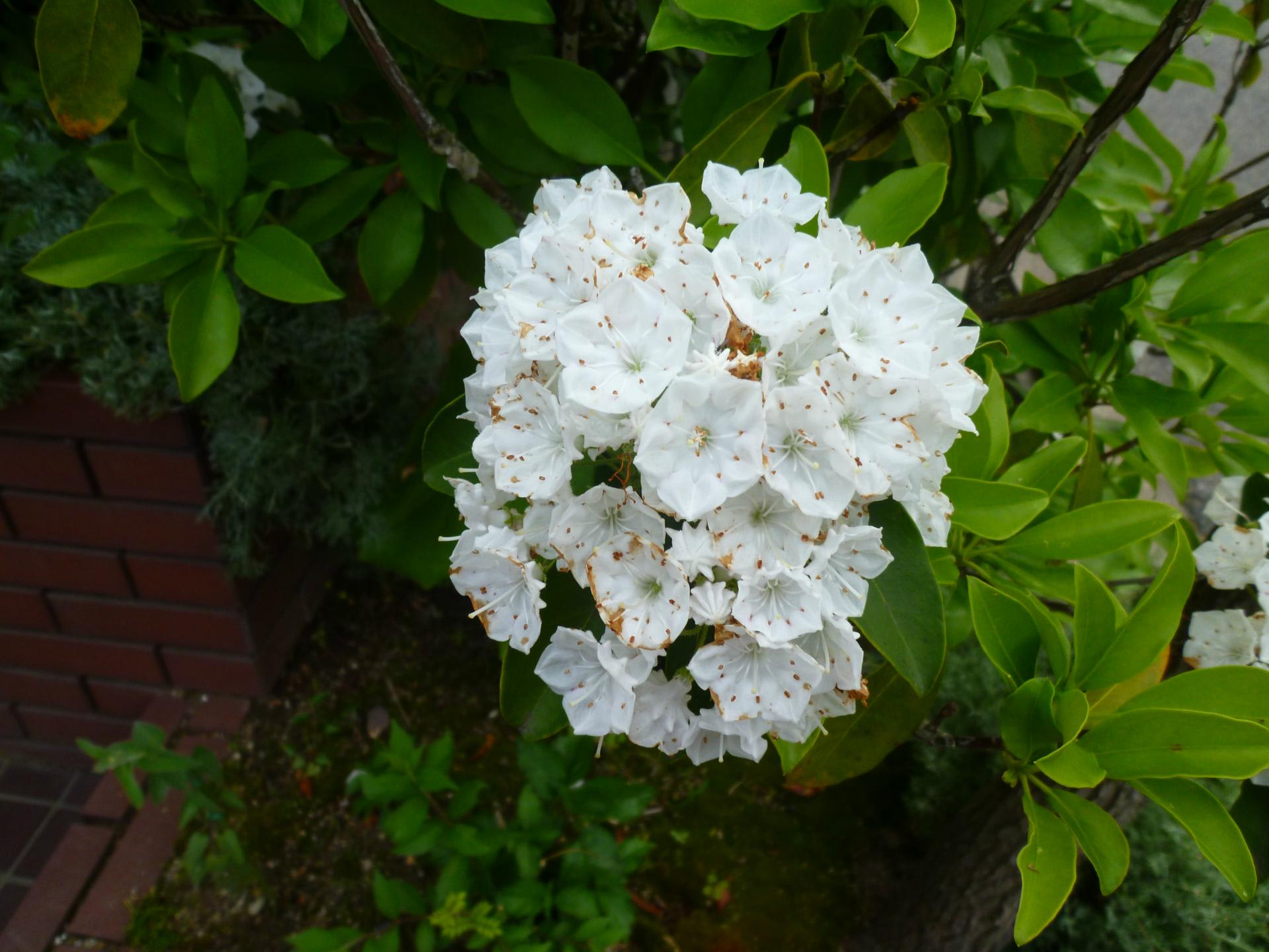 ５月に咲いた白い花 ふるさとの山歩き 樹木 カメラ 家庭菜園の日記