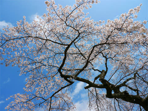 善福寺の桜