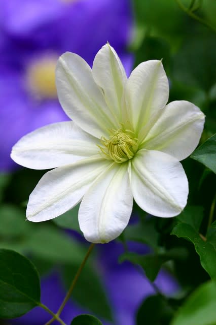 クレマチス 白雪姫 ノンノの庭のお花達
