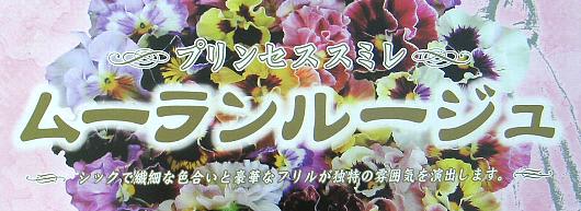 フリル咲きパンジー ムーランルージュ