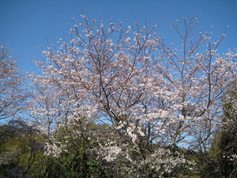 長光園の桜