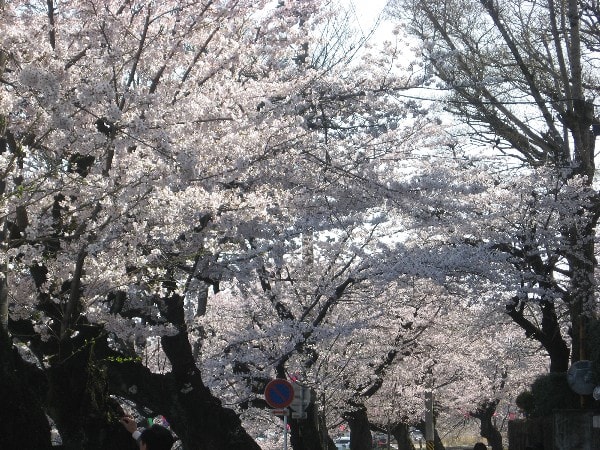 桜のトンネル完成！ - <b>長良川温泉</b> ホテルパーク