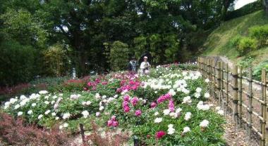 <b>福岡市植物園</b>の芍薬（しゃくやく） - 筑紫の国から福岡シトリンの花 <b>...</b>