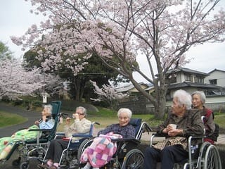 桜見学