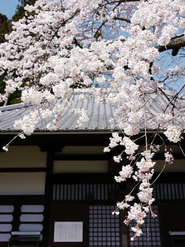 有馬温泉 善福寺の桜