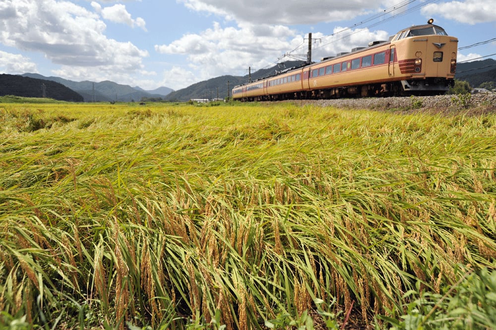 稲穂を行く183形「こうのとり」 新旧の鉄道撮影記、自然風景のある写真