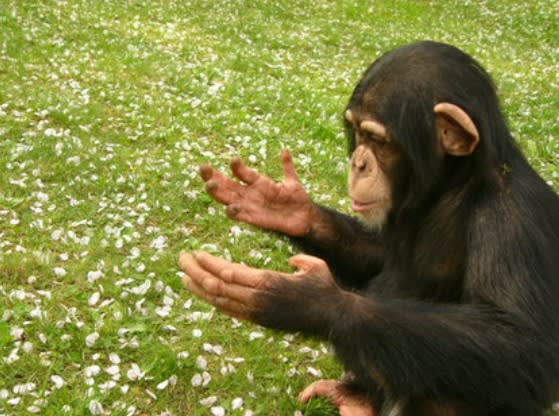 手を叩くチンパンジー