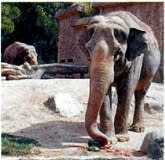 <b>天王寺動物園</b>動物の愛称 昭和～平成へ - 『新世界』の情報ブログ