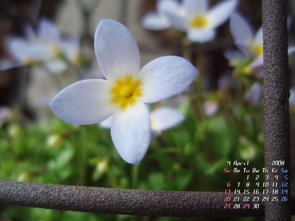 ４月壁紙カレンダー 惑い星に花と緑