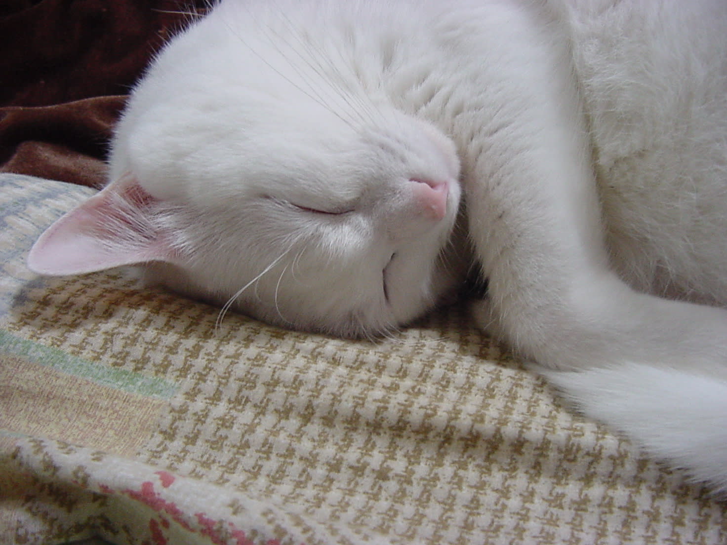 ボクのパソコン壁紙シリーズ第三弾ニャ ニャ顔 寝顔 白猫 日刊ミルコ