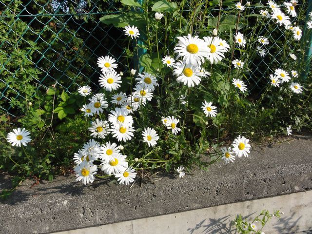 雑草の白い花の光景 北海道の公園(国立、国定、道立、地域の公園)広場、記念碑、史跡地、銅像、お堂