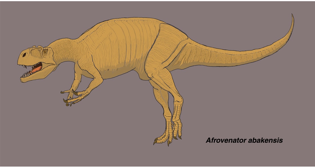 アフロヴェナトル（メガロサウルス科） 歯化石 （検T-REX 