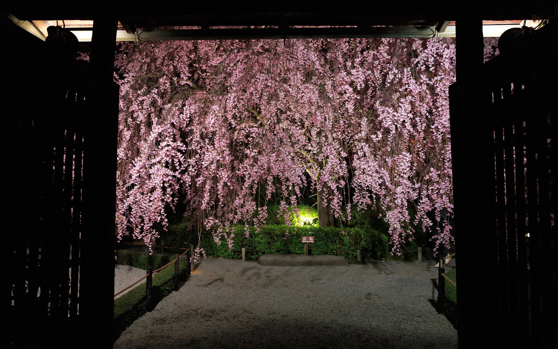 13年春の京都 妙心寺退蔵院ライトアップの壁紙 計30枚 壁紙 日々駄文