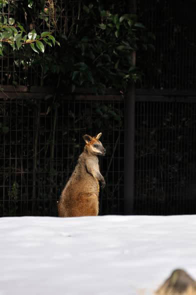雪が積もった<b>金沢動物園</b>とセスジキノボリカンガルー - ANIMALTOWN <b>...</b>