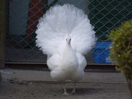 白孔雀の雌