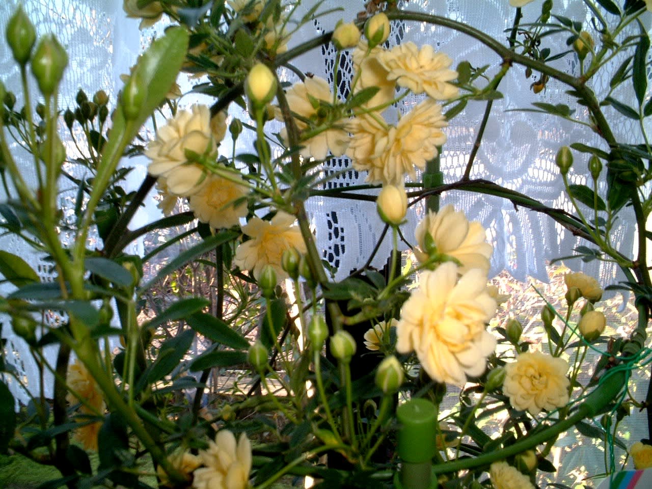 モッコウ 木香 バラ 育て方 金沢から発信のブログ 風景と花と鳥など