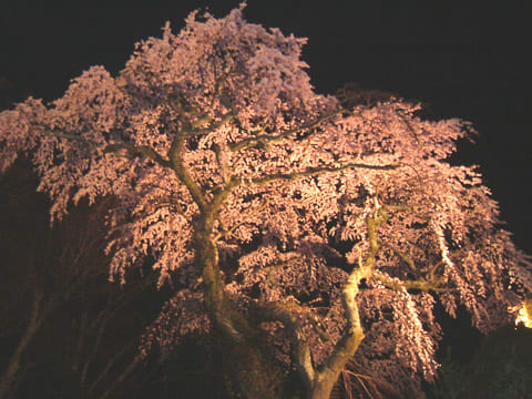 善福寺の夜桜