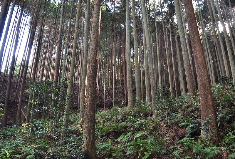 ツカモト古墳谷