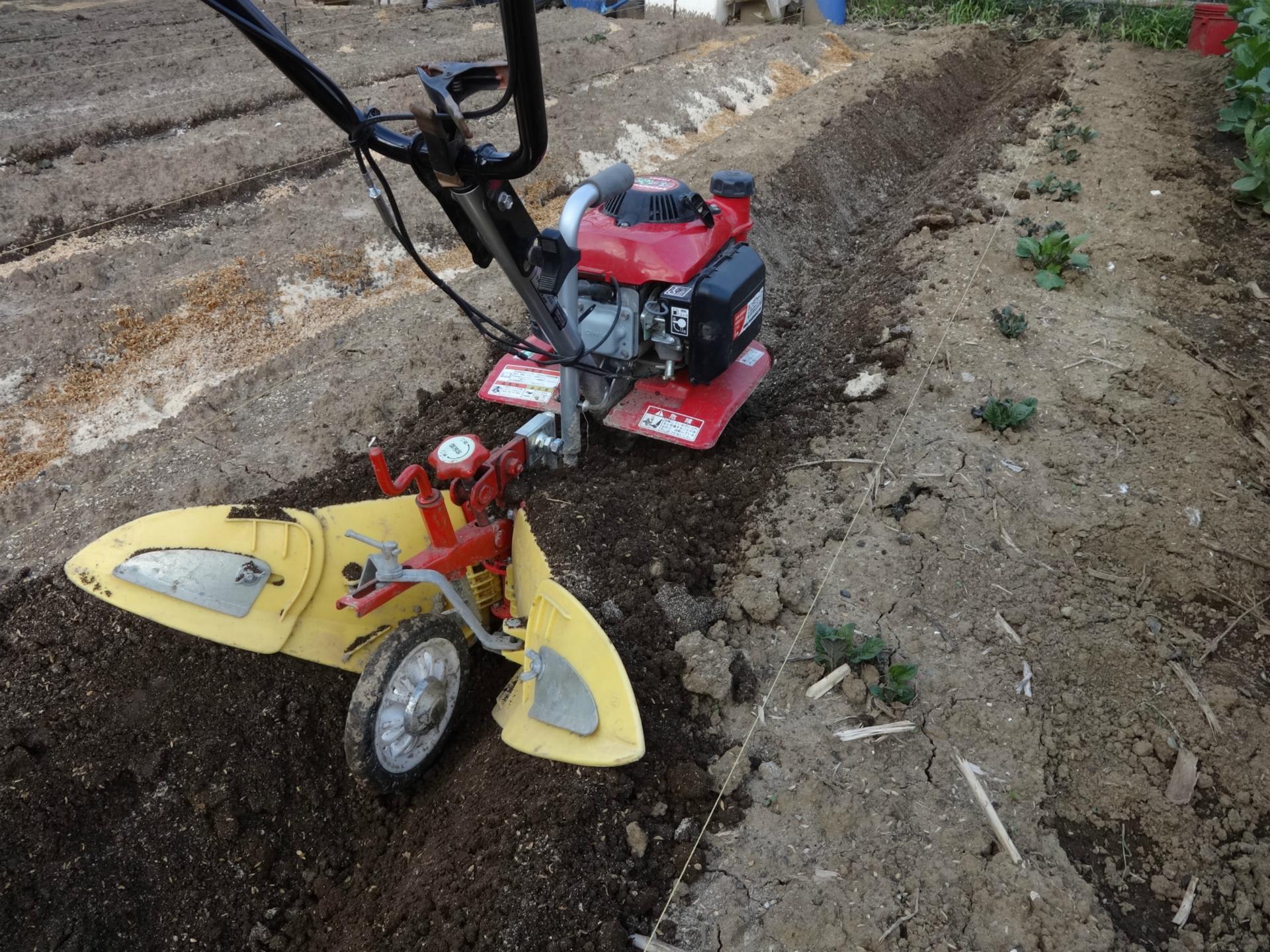 ジャガイモが作ったもの The seed potatoes I planted were eaten as soon as they