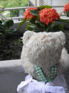 セロリとパセリの花って知ってる ベランダに咲いた小さな花たち ミモロのガーデニング ネコのミモロのjapan Travel ｍｉｍｏｒｏ ｔｈｅ ｃａｔ Japan Travel