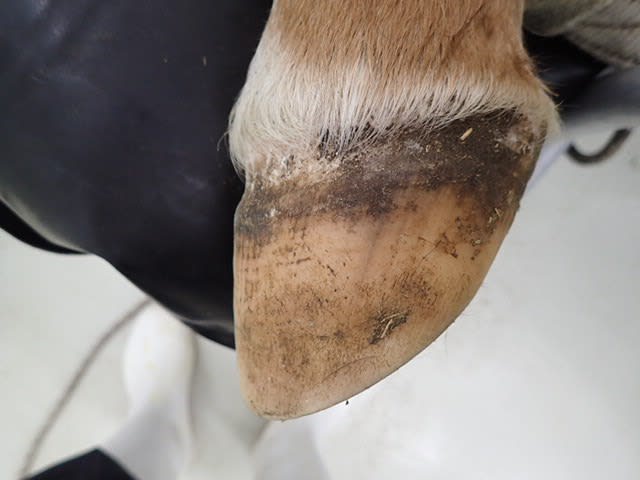 颶風の王 - 馬医者修行日記