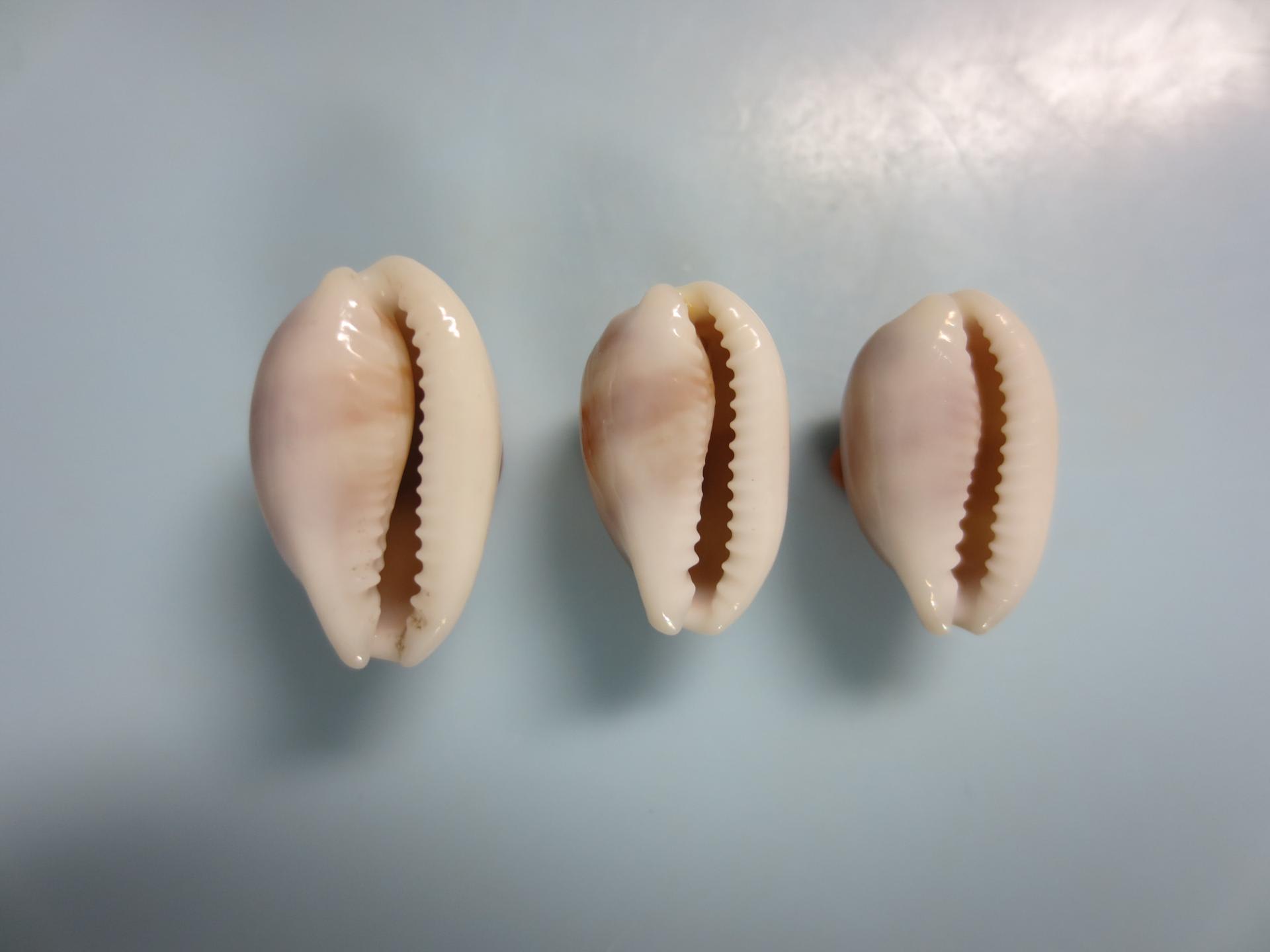 チャイロキヌタ | オゴクダの貝 チャイロキヌタ | オゴクダの貝
