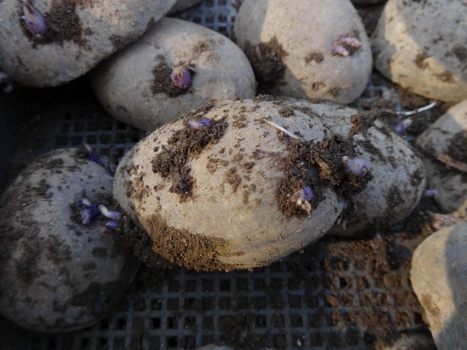 自家種以外の種ジャガイモは、一部を除いて植付が終わりました