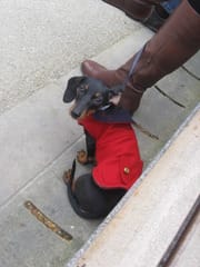 ご近所さんぽ② チェルシー界隈 ご近所さんぽ② チェルシー界隈