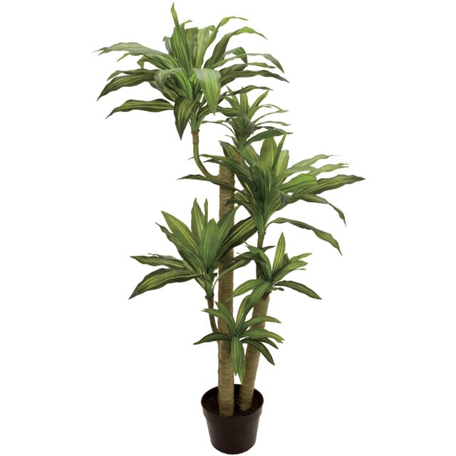 人工観葉植物 幸福の木