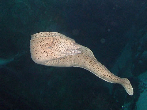 ウツボ