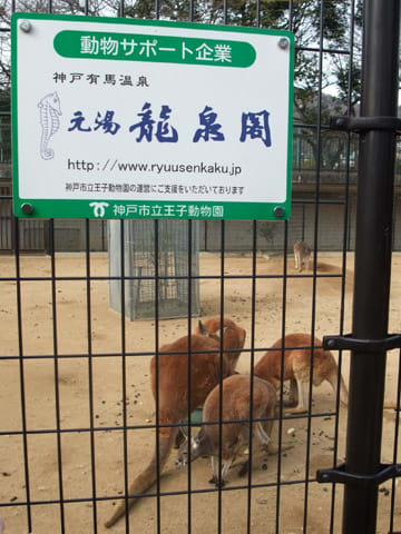 龍泉閣はアカカンガルーの動物サポーターです。