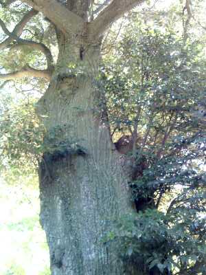 f15250. スダジイの樹