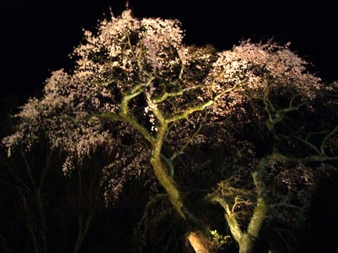善福寺の夜桜ライトアップ
