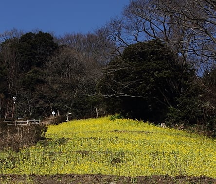 <b>金沢自然公園</b>～<b>横浜</b>自然観察の森へ - Marigold Sky ２