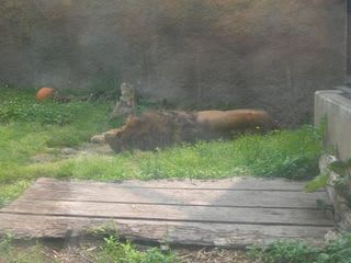 <b>ライオン</b>の昼寝 - モンキー
