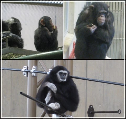 旭山動物園-<b>チンパンジー</b>・テナガザル - ＜ 私のガーデニングライフ ＞