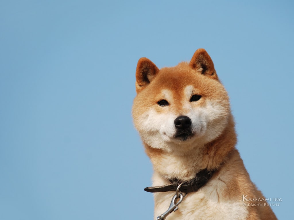 カメラ目線の柴犬茶太郎 壁紙ing管理人の写真ブログ 柴犬の壁紙 写真 画像 イラスト 黒柴 赤柴 白柴 しばいぬ しばけん Naver まとめ