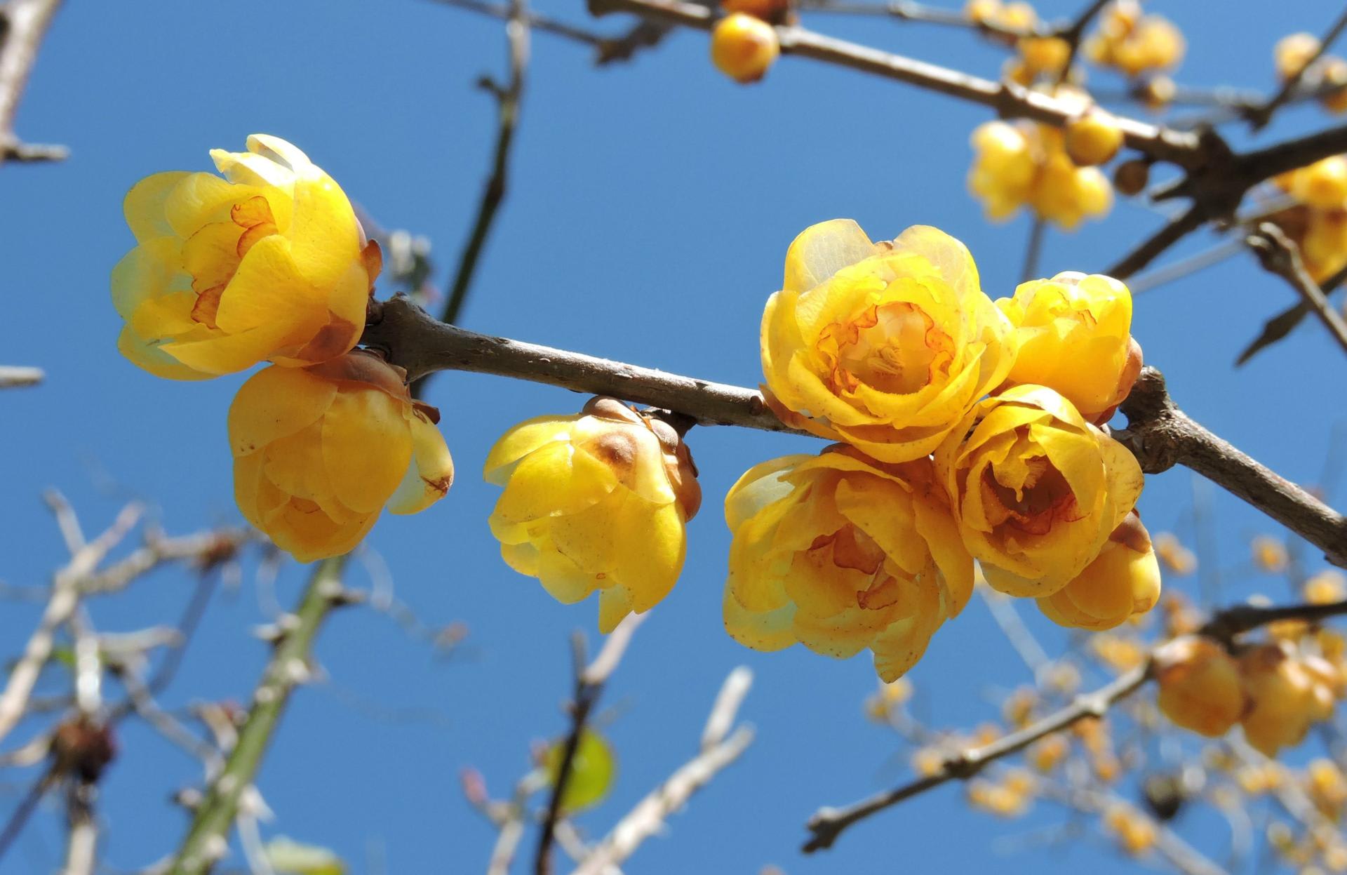 唐梅咲いて-2 Winter sweet blooms(Chimonanthus praecox) 💜 冬ごもり(… | Flickr