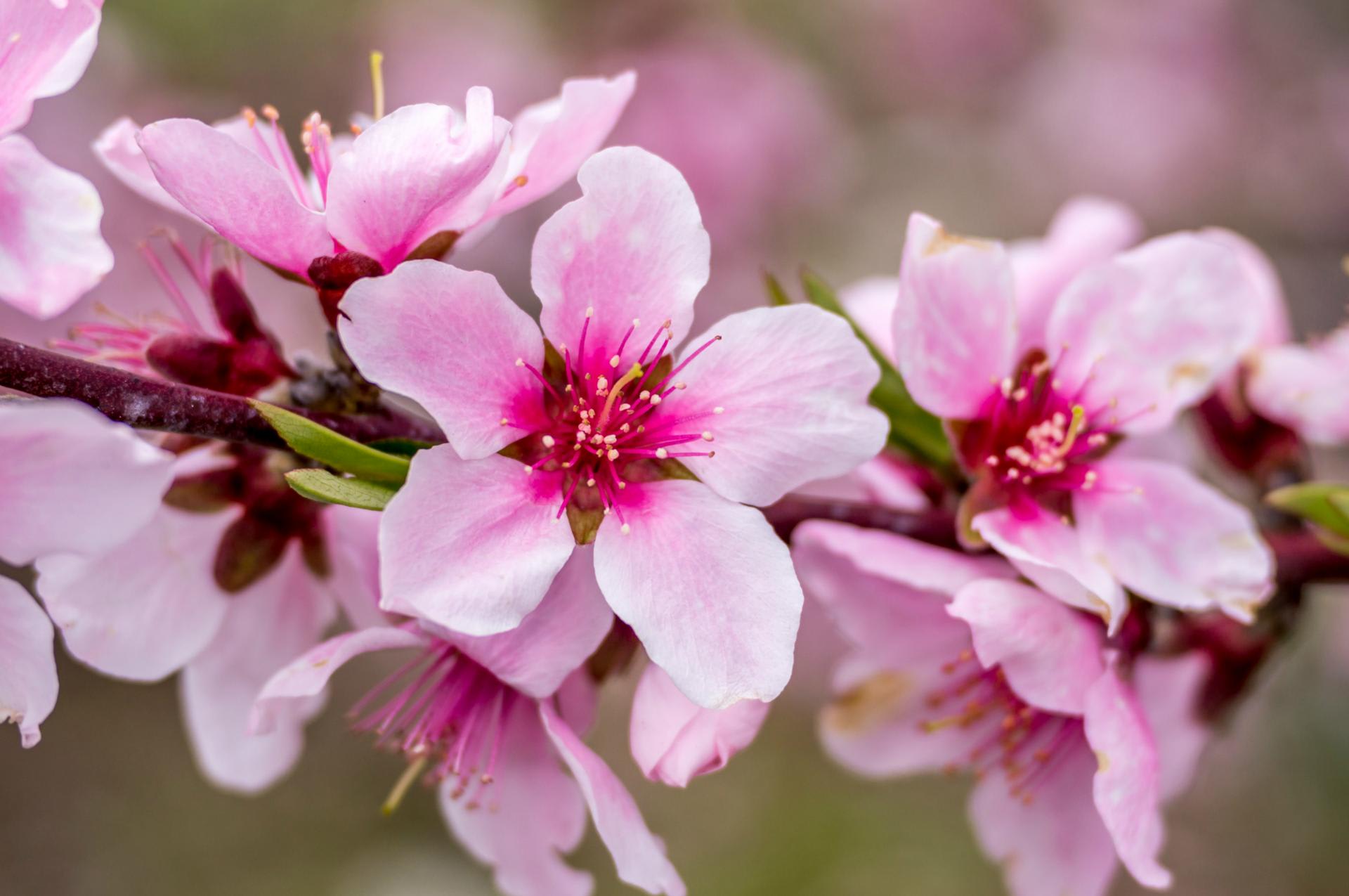 桃の花 ピンクの花 花 - Pixabayの無料写真 - Pixabay